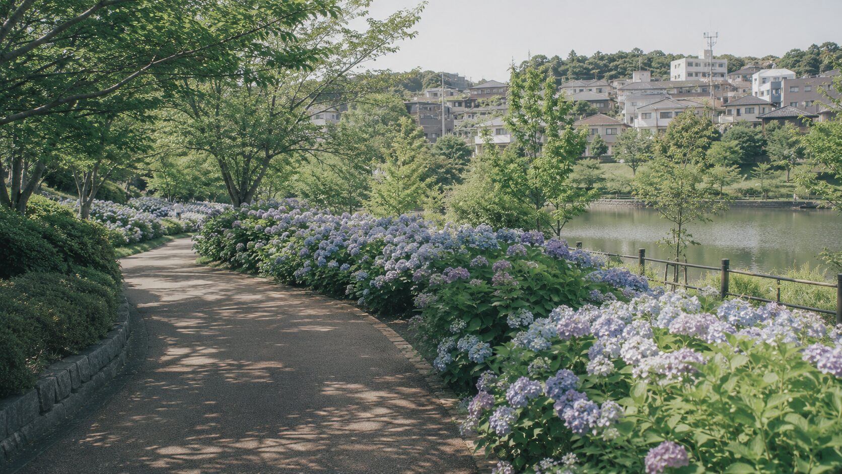 6月の5市、あじさいの季節（イメージ）