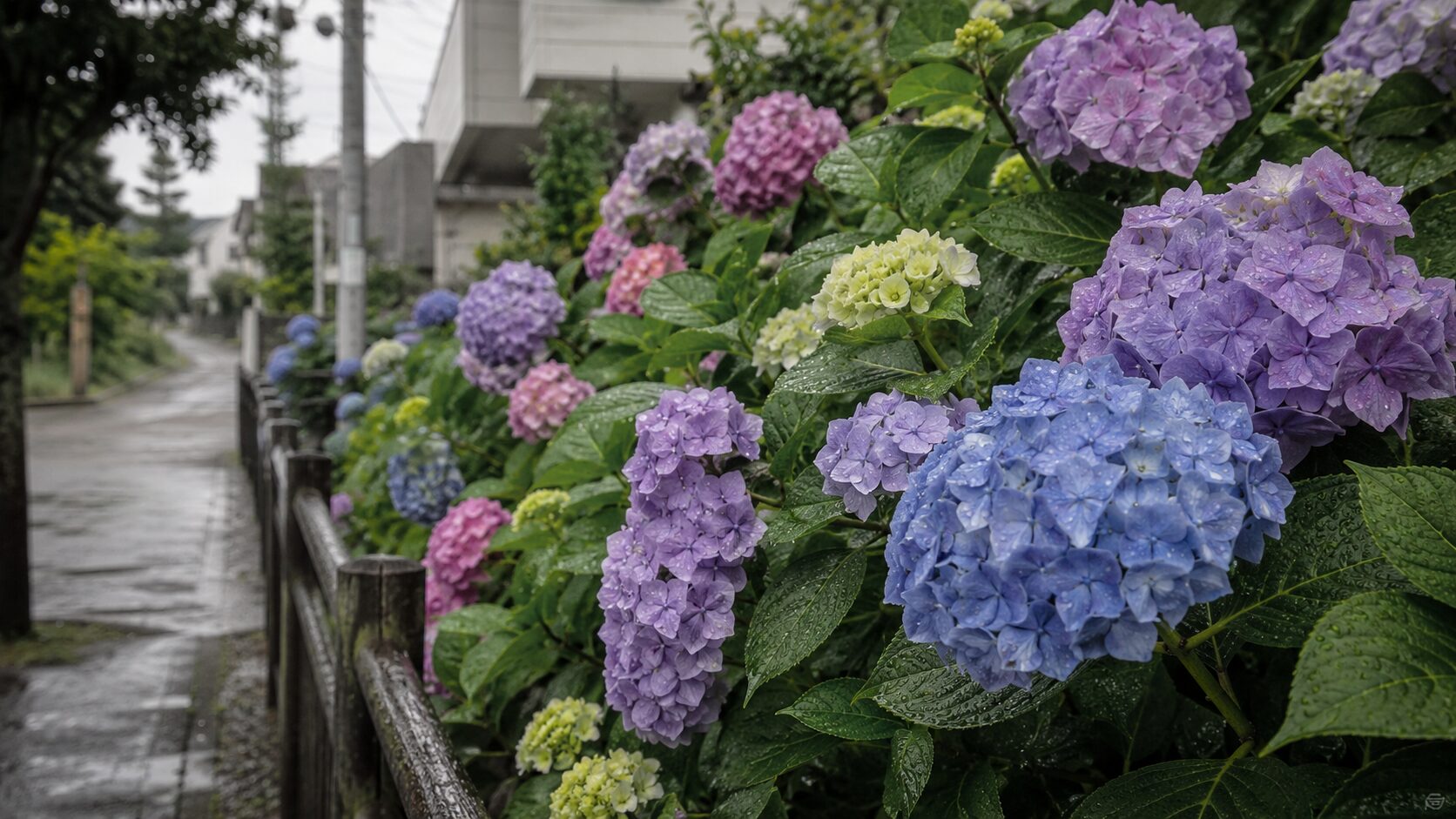 日進・五色園や街路のあじさい（イメージ）