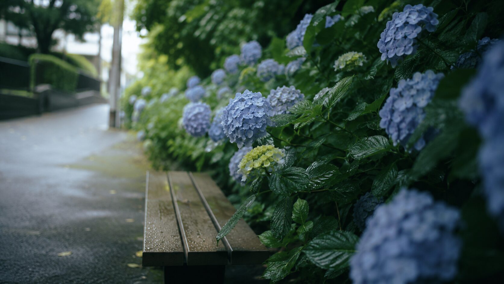 東郷・愛知池まわりの雨の日のあじさい（イメージ）